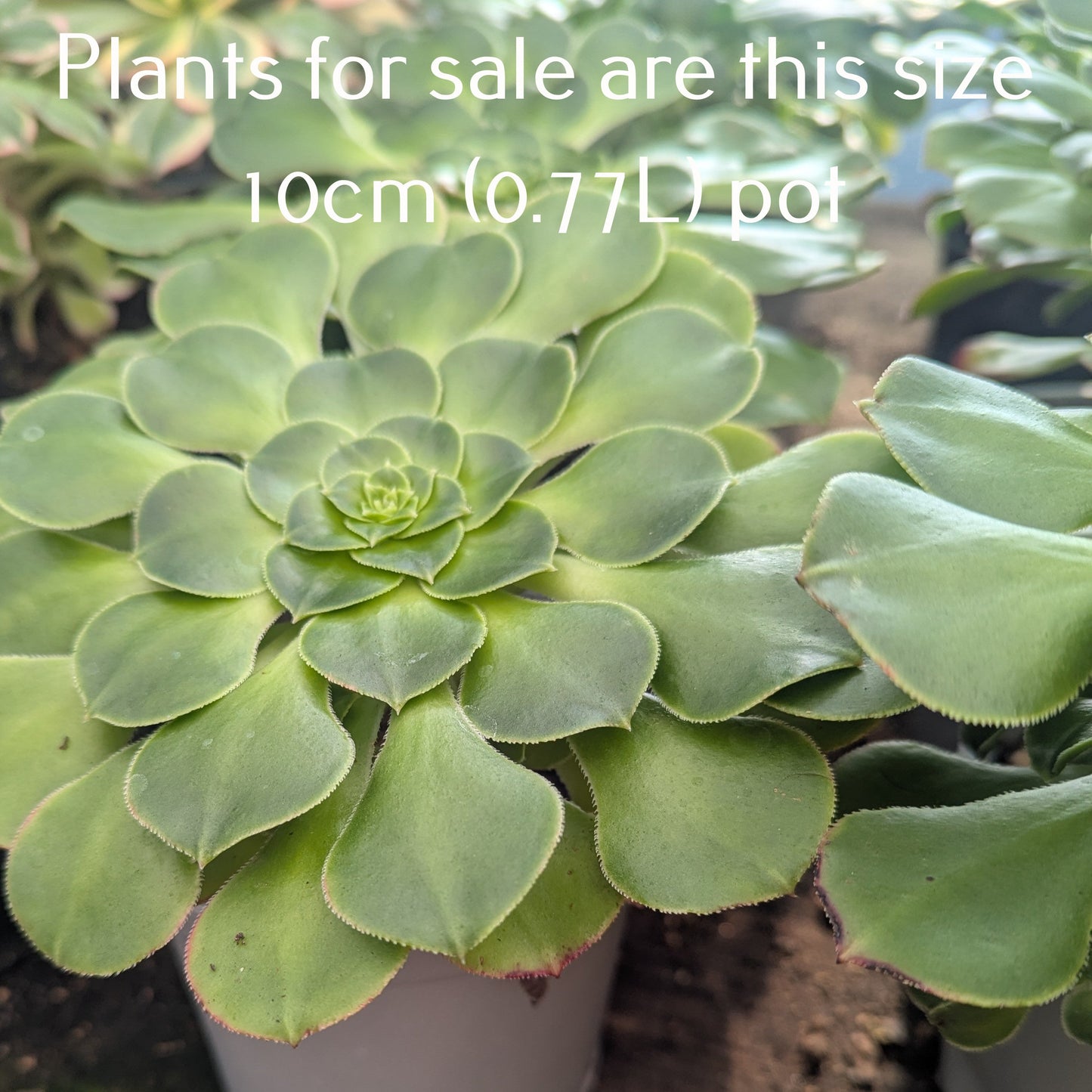 Aeonium Subplanum Hybrid