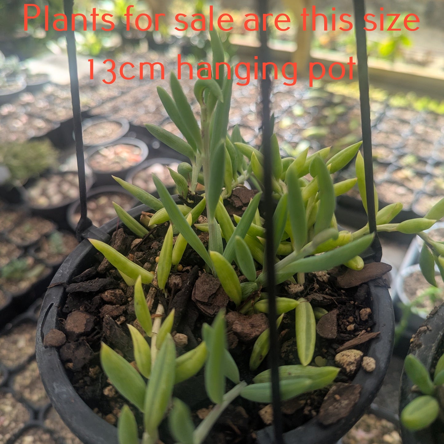 Senecio Radicans | String of Fish Hooks