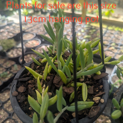 Senecio Radicans | String of Fish Hooks