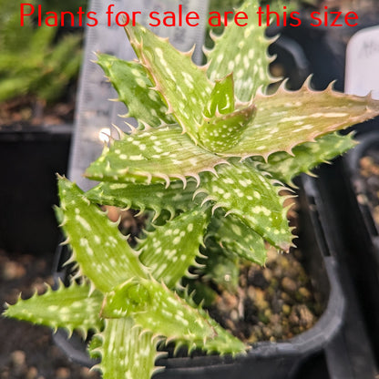 Aloe Juvenna | Tiger Tooth Aloe