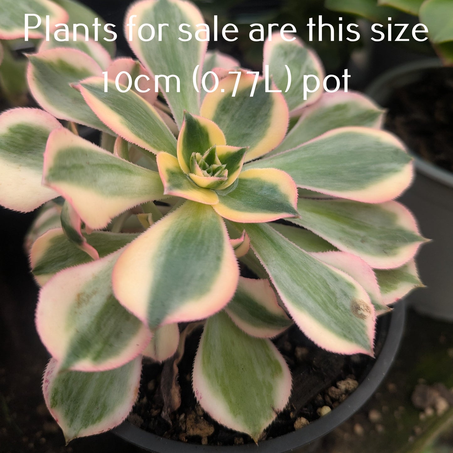 Aeonium Sunburst Crested