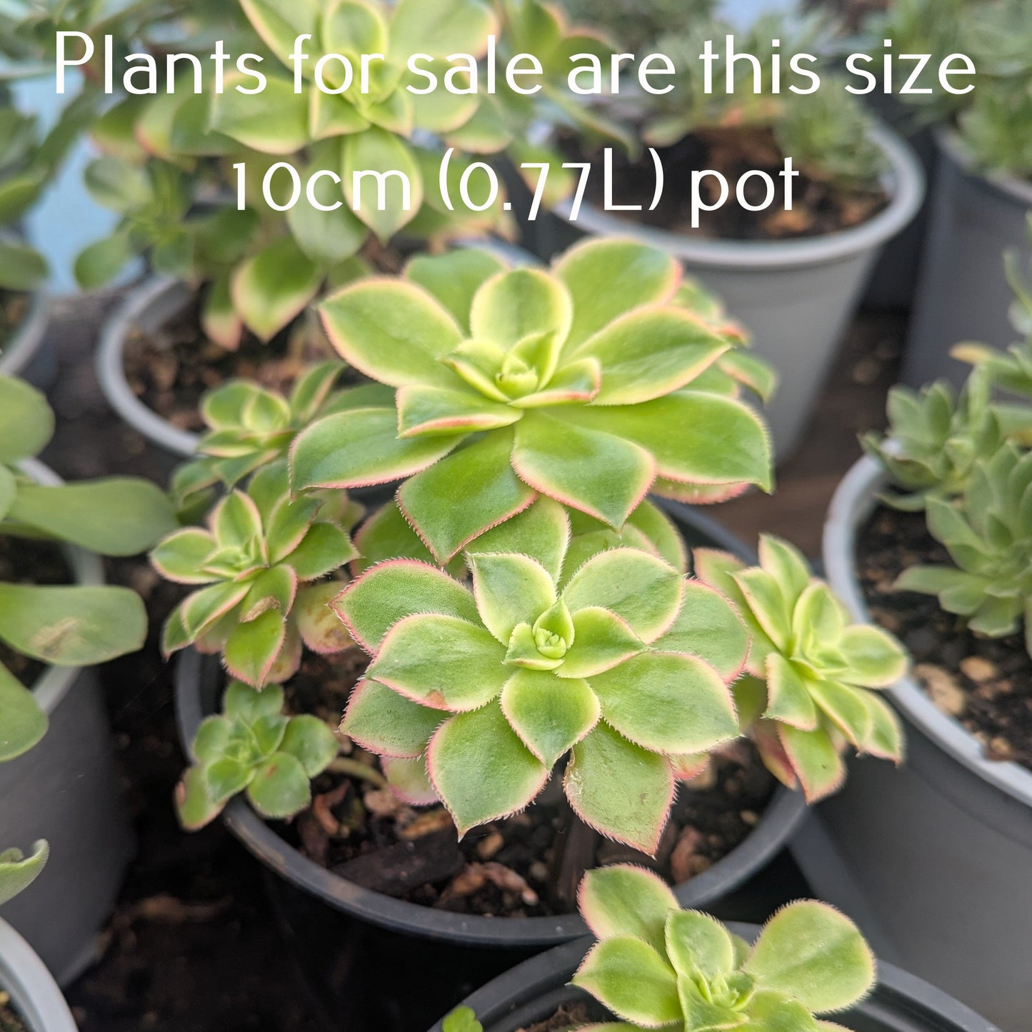 Aeonium Decorum Variegata