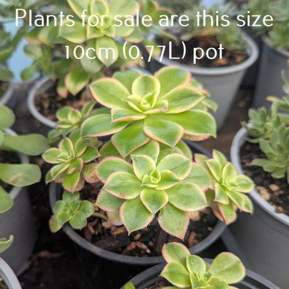 Aeonium Decorum Variegata