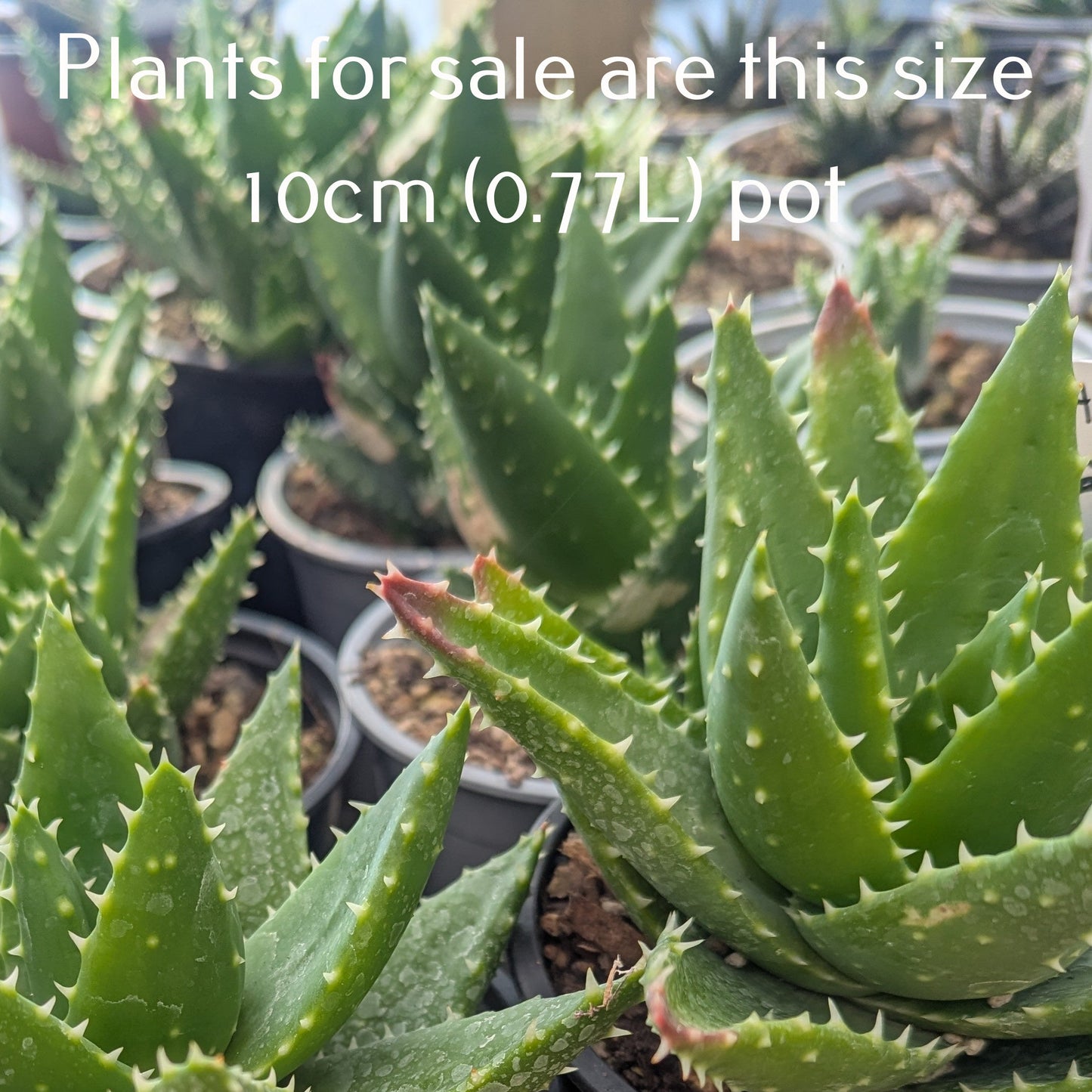 Aloe Nobilis | Golden Toothed Aloe