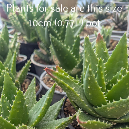 Aloe Nobilis | Golden Toothed Aloe