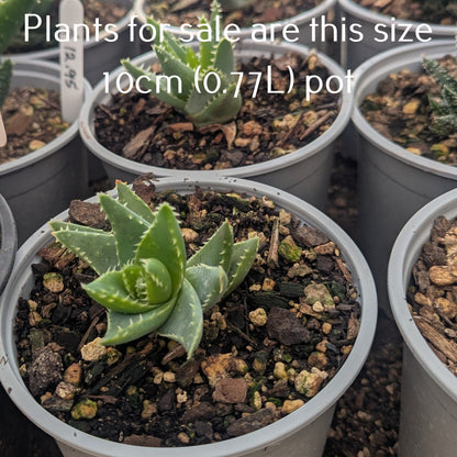 Aloe Brevifolia | Crocodile Plant