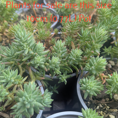 Sedum Reflexum | Blue Spruce Stonecrop