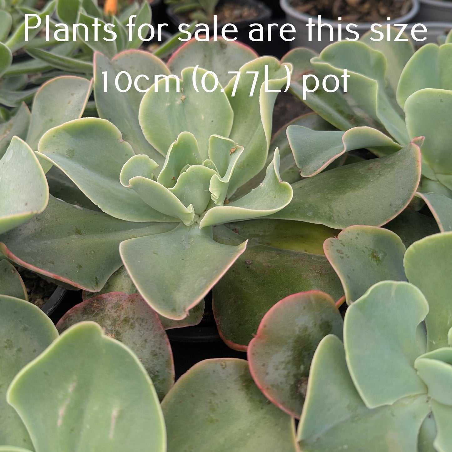 Echeveria Marshmallow | Lincoln