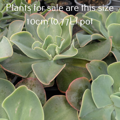 Echeveria Marshmallow | Lincoln