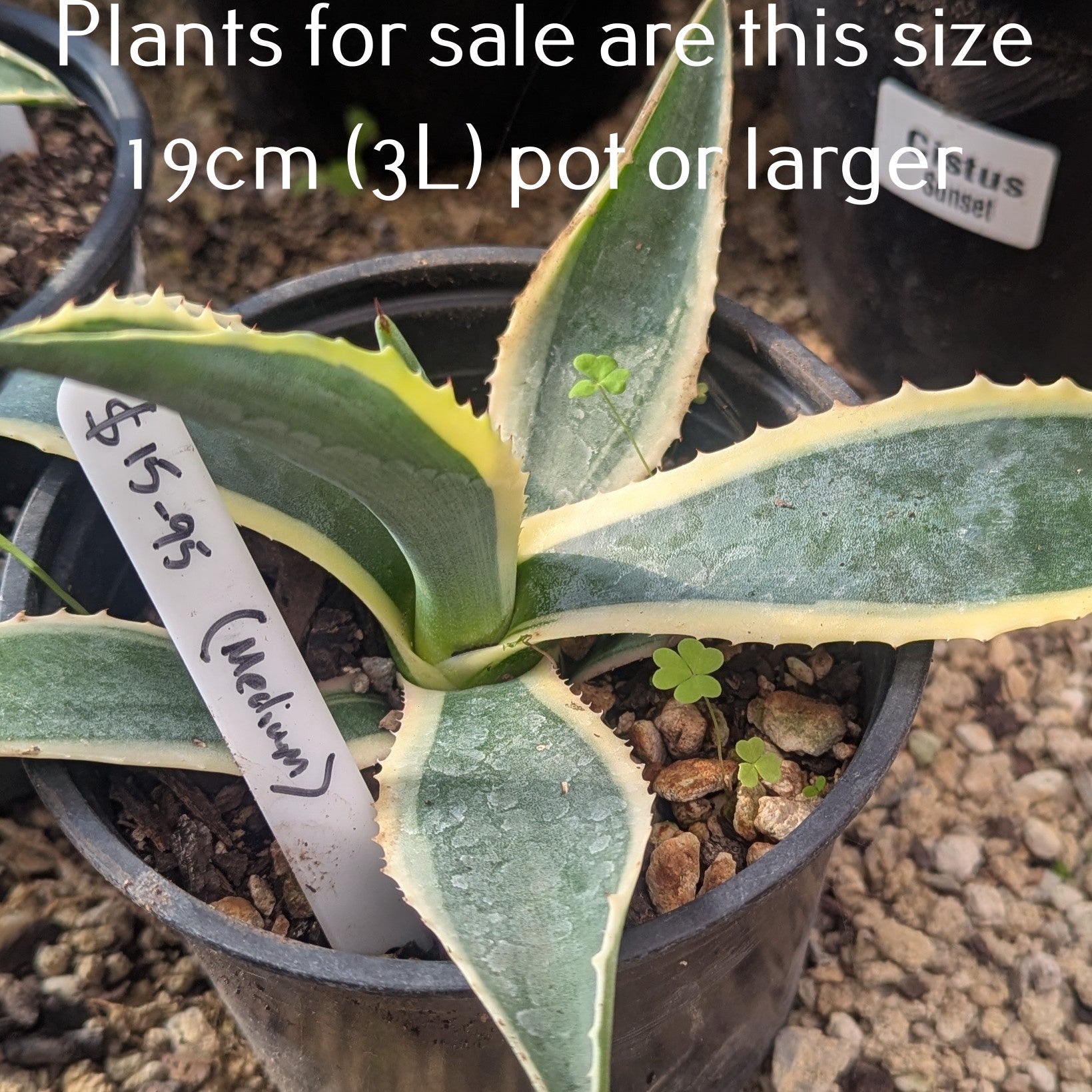 Agave Americana Marginata