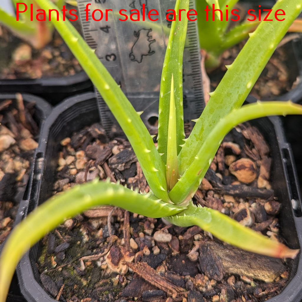 Aloe Hedgehog