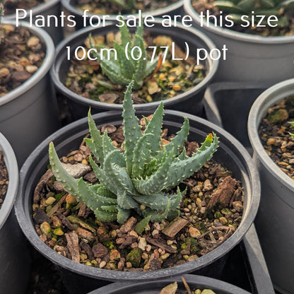 Aloe Hedgehog