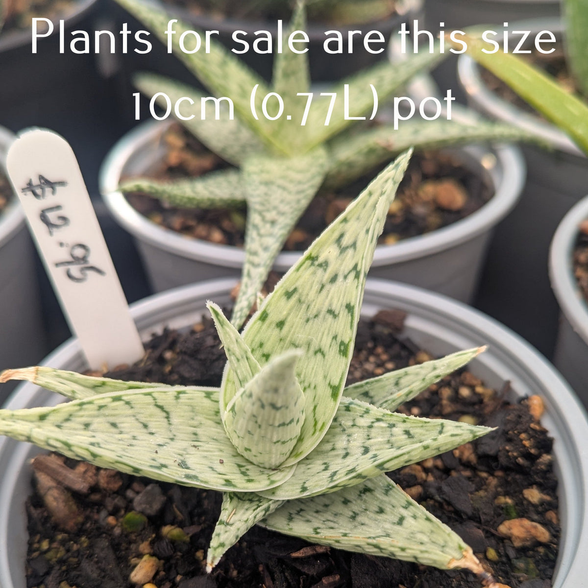 Aloe Quicksilver