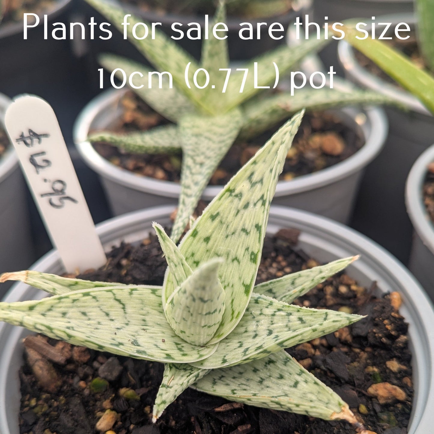Aloe Quicksilver