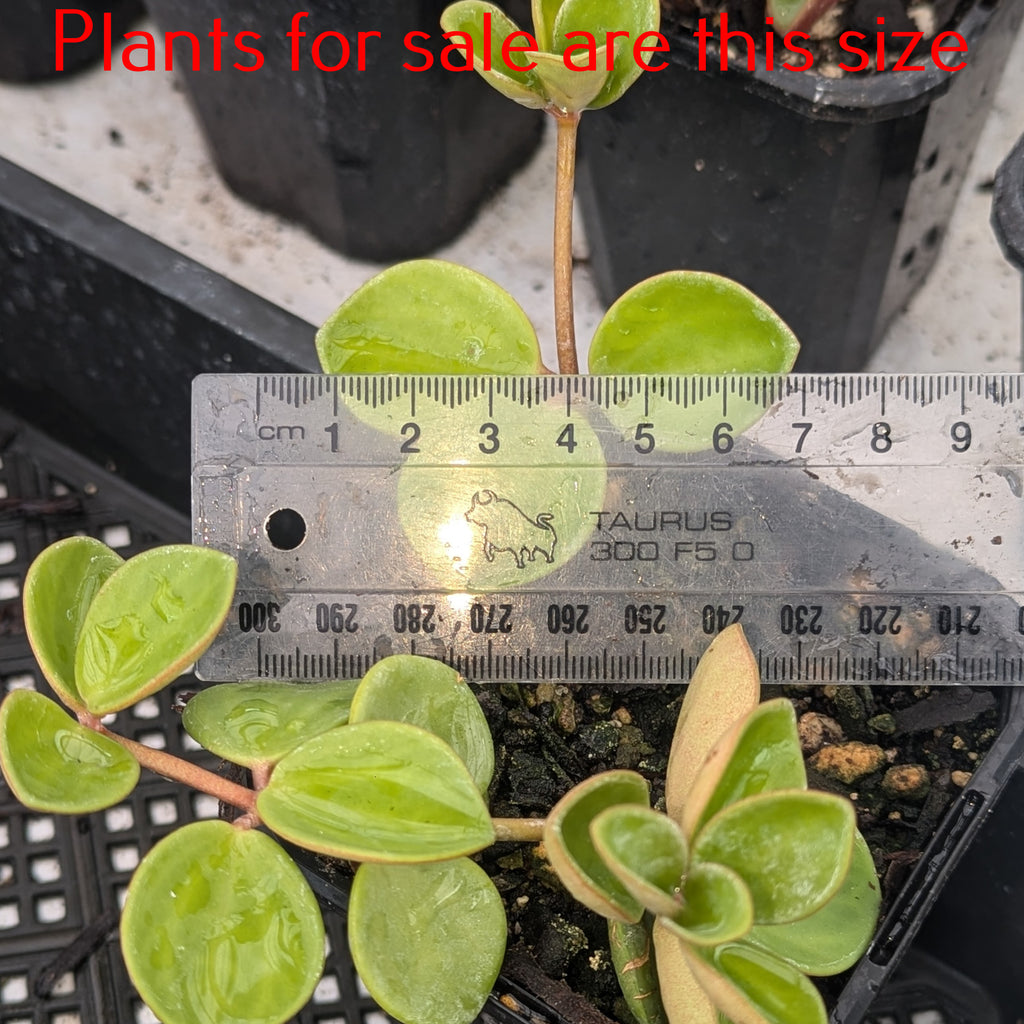 Peperomia Tetraphylla | Peperomia Hope