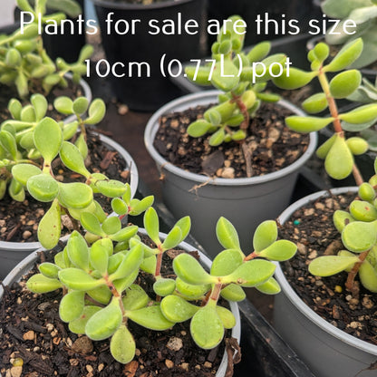 Cotyledon Adscendens