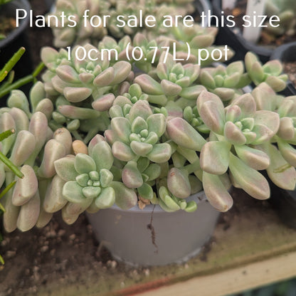 Graptopetalum Mendozae