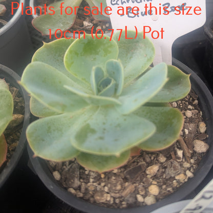 Echeveria Imbricata | Blue Rose