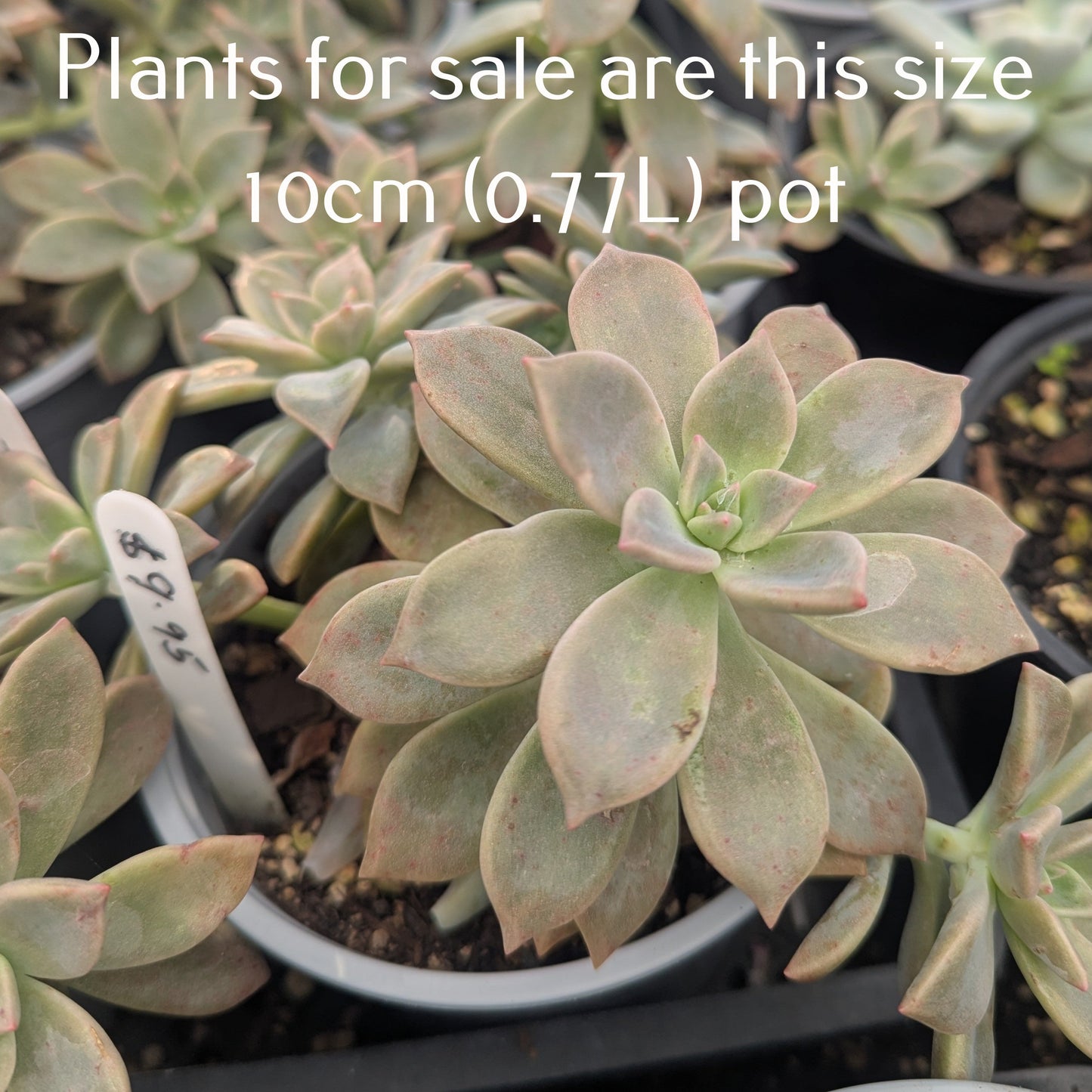 Graptopetalum Paraguayense | Ghost Plant