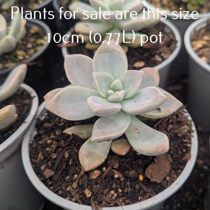 Graptoveria Tibutans | Porcelain Plant