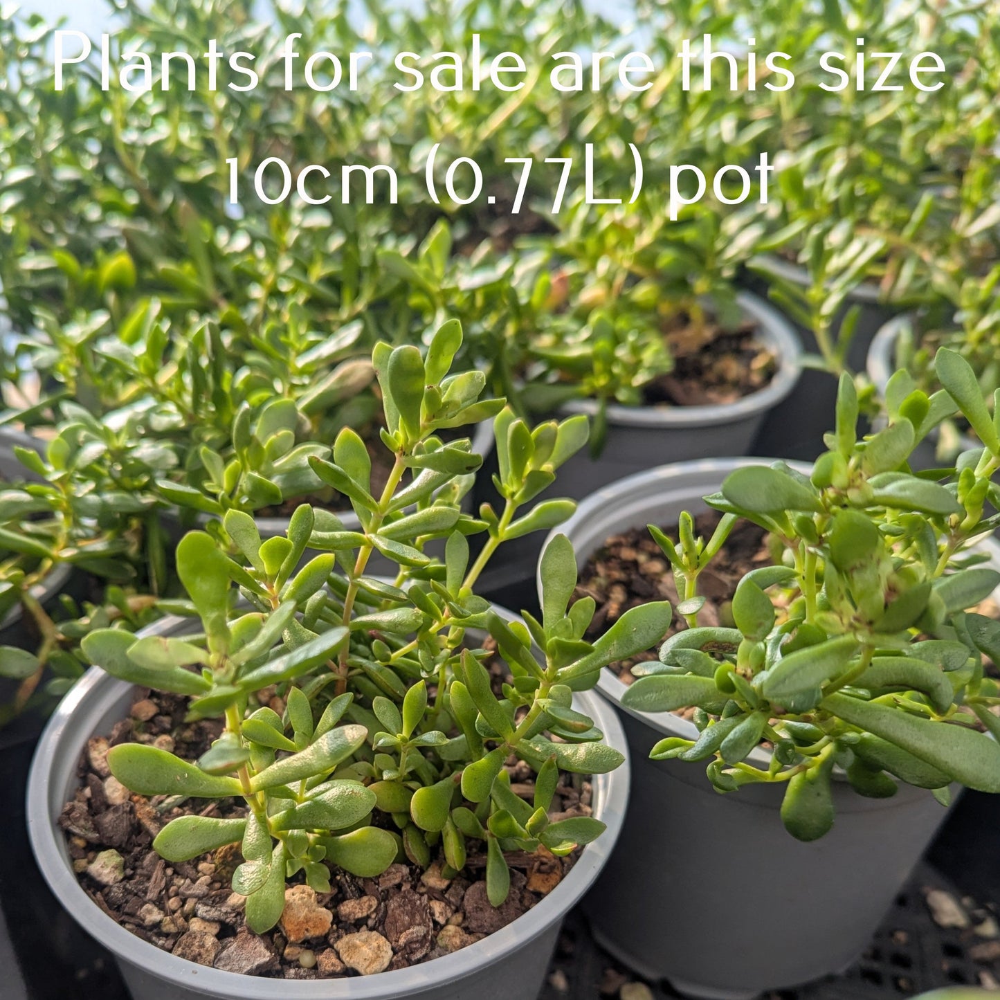 Crassula Pubescens Subsp. Radicans
