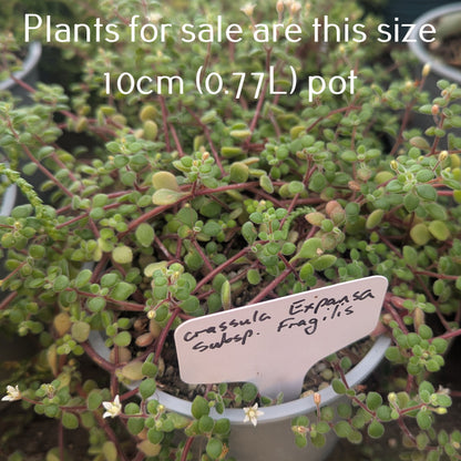 Crassula Expansa subsp. Fragilis
