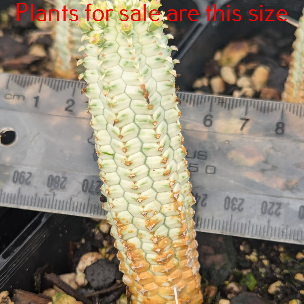 Euphorbia Mammillaris Variegata Corn Cob Cactus