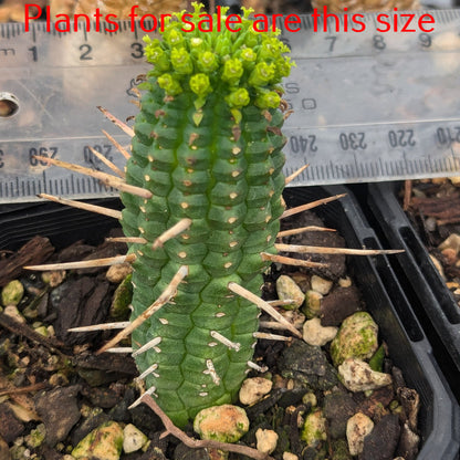 Euphorbia mammillaris - Indian Corn Cob