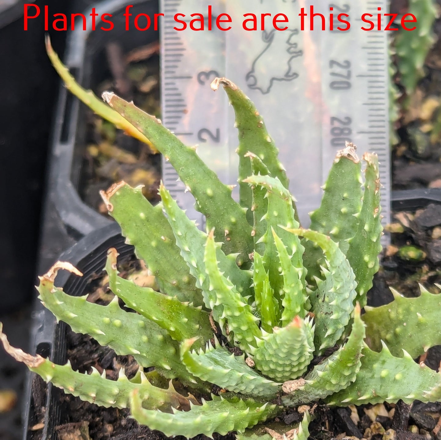 Aloe Humilis | Spider Aloe | Dwarf Blue