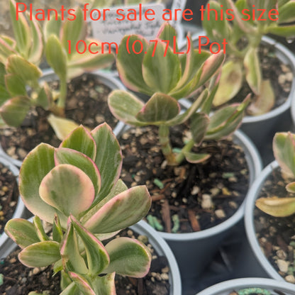 Crassula Ovata Tricolor | Variegated Jade Plant