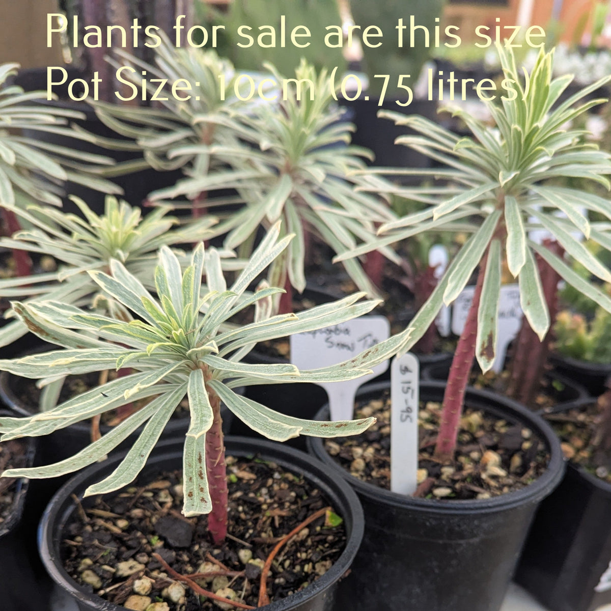 Euphorbia Characias Tasmanian Tiger