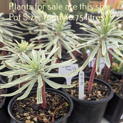 Euphorbia Characias Tasmanian Tiger