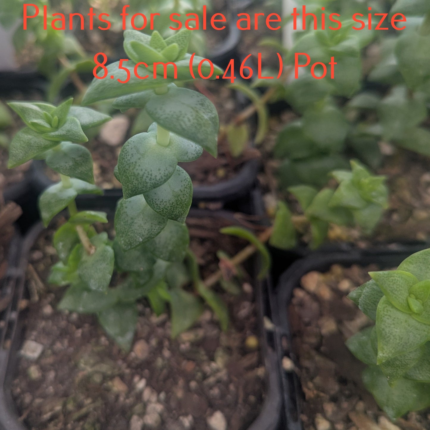 Crassula Perforata | String of Buttons