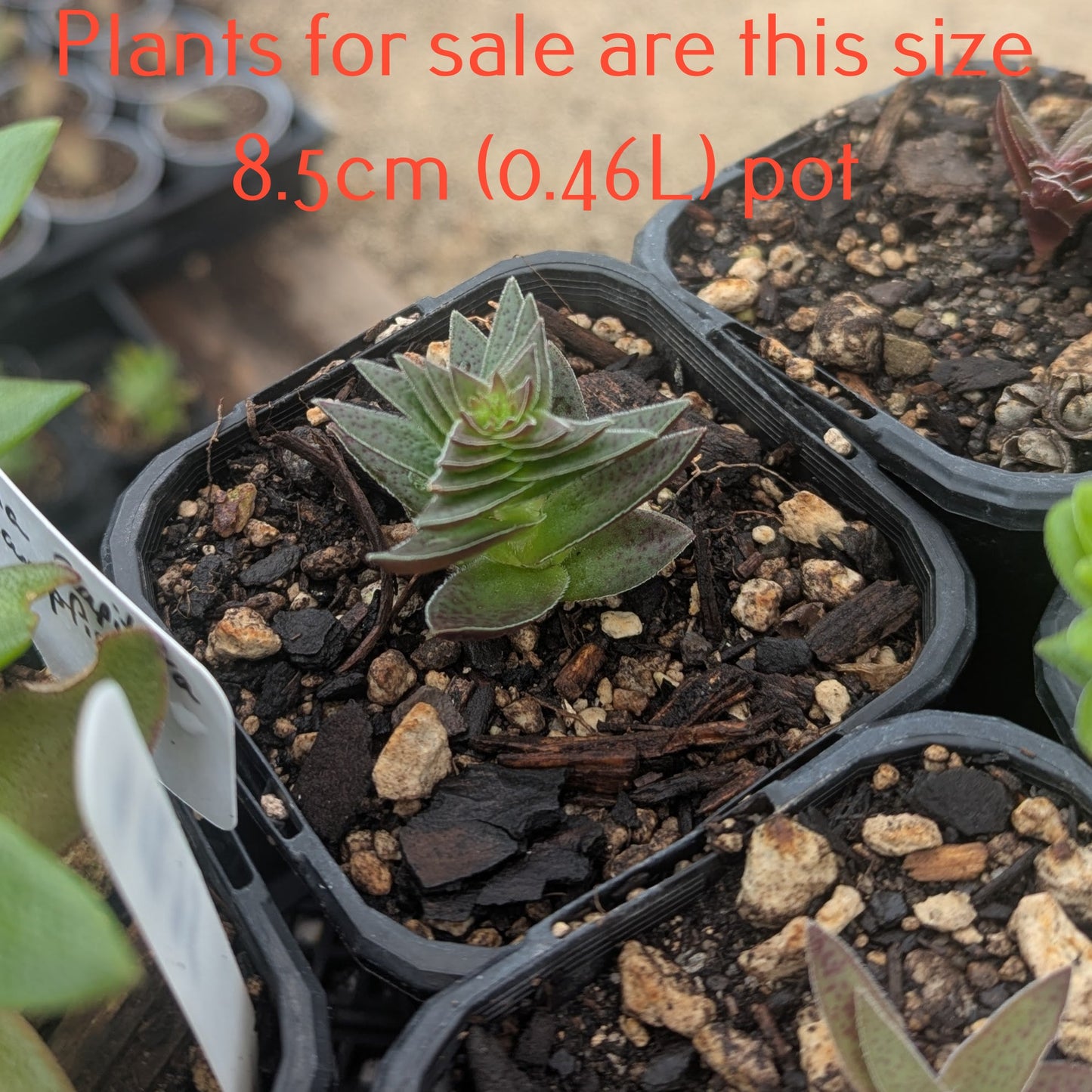 Crassula Capitella Subsp. Thyrsiflora | Pagoda Village