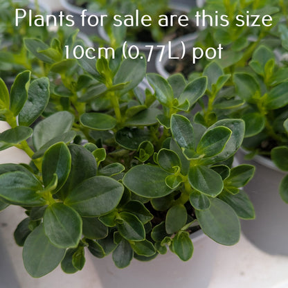Peperomia Urvilleana