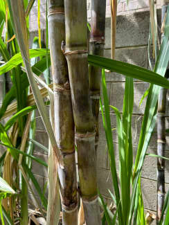 ?!label-Indicative photo