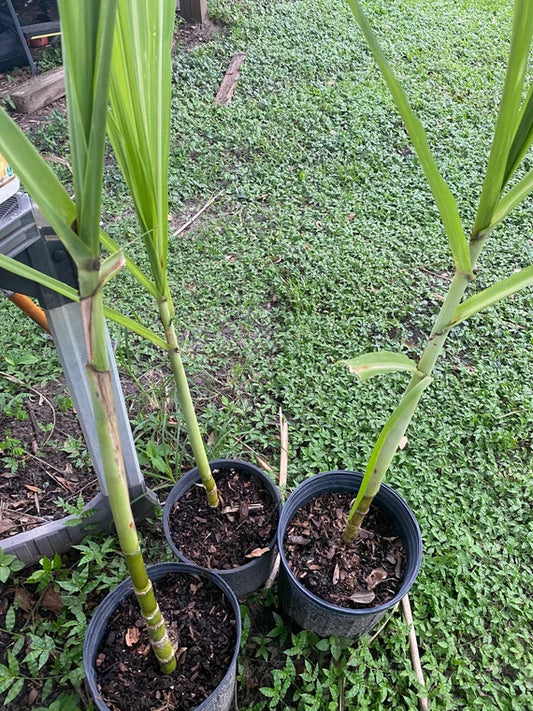 Sugar Cane Plant