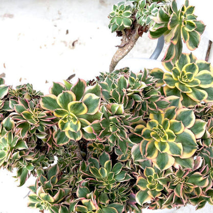 Aeonium Sunburst Crested