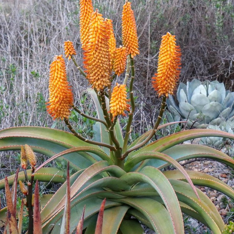 Aloe Thraskii | Dune Aloe