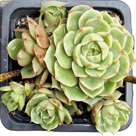 Echeveria ‘Ben Badis’ | Multi-Offset | Auckland Grown