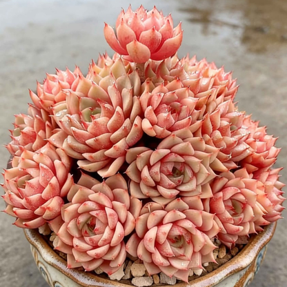 Echeveria ‘Ben Badis’ | Multi-Offset | Auckland Grown