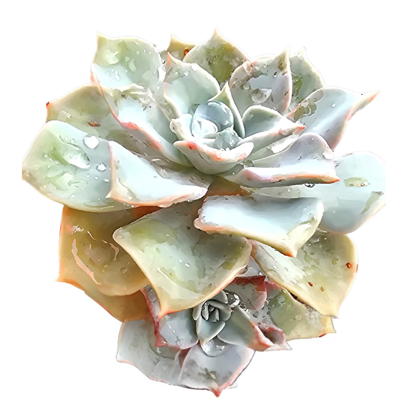 Graptoveria ‘Coconut Ice’ | Multi-Head Cluster | Auckland Grown