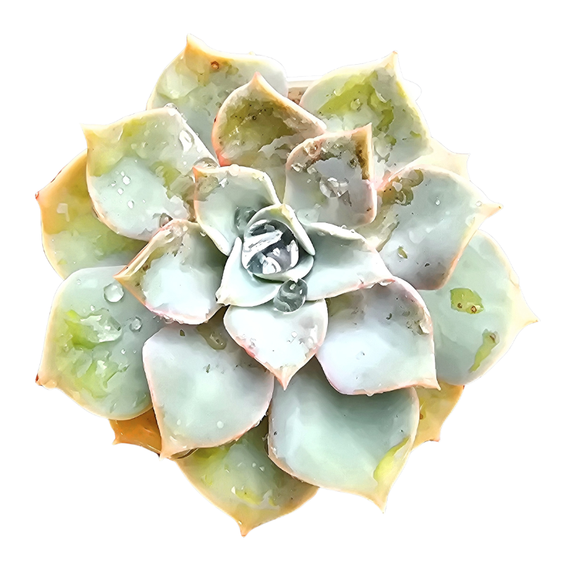 Graptoveria ‘Coconut Ice’ | Multi-Head Cluster | Auckland Grown