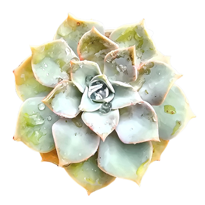 Graptoveria ‘Coconut Ice’ | Multi-Head Cluster | Auckland Grown