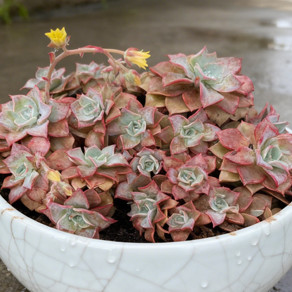 Graptoveria ‘Coconut Ice’ | Multi-Head Cluster | Auckland Grown
