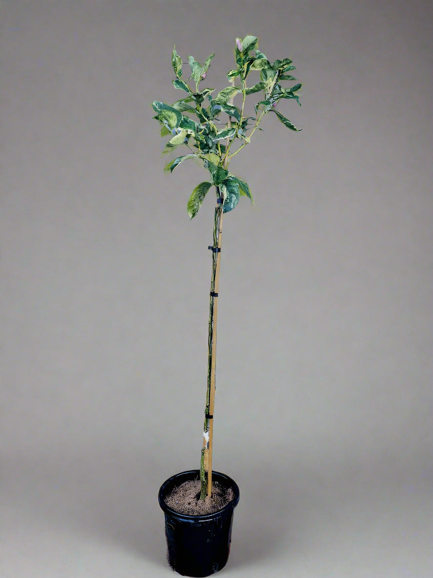 Eureka Lemon Variegated Tree