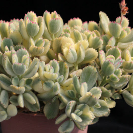 Cotyledon Tormentosa Variegata | Variegated Bear's Paw
