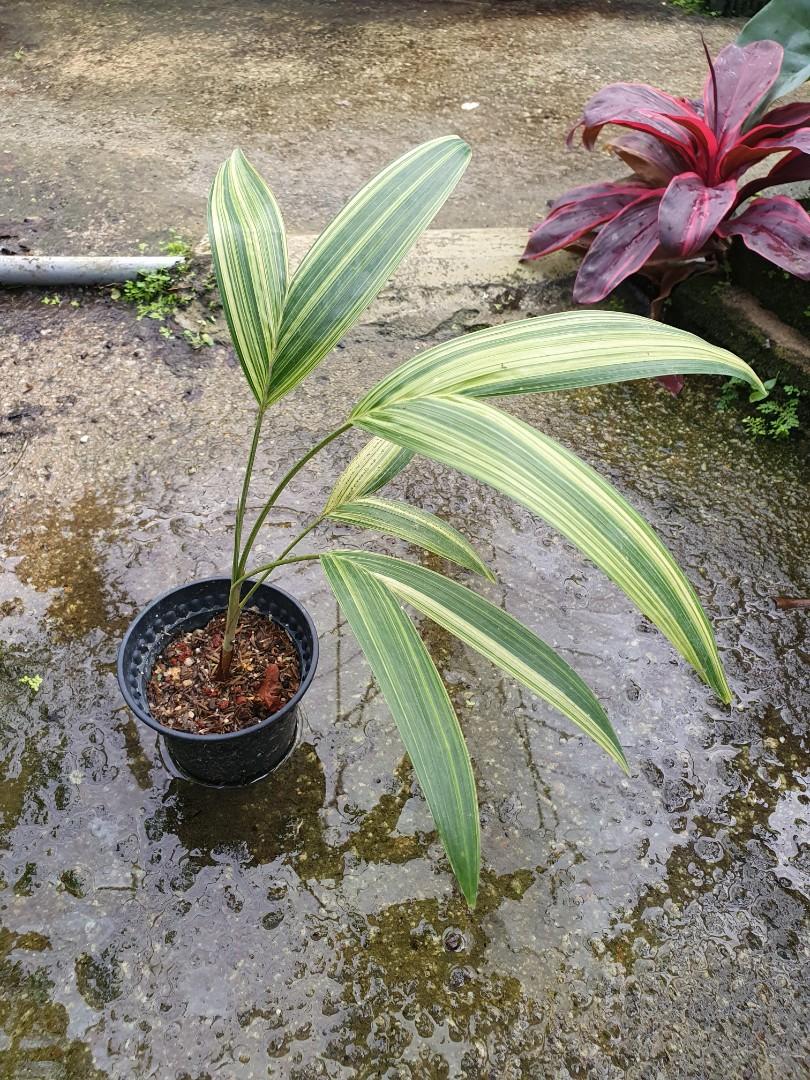 Variegated Christmas Palm