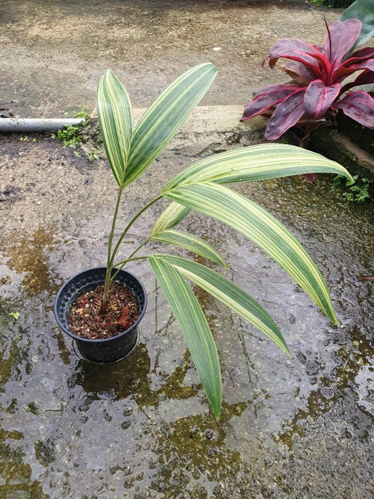 Variegated Christmas Palm