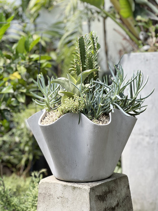 Vaso Succulent Bowl